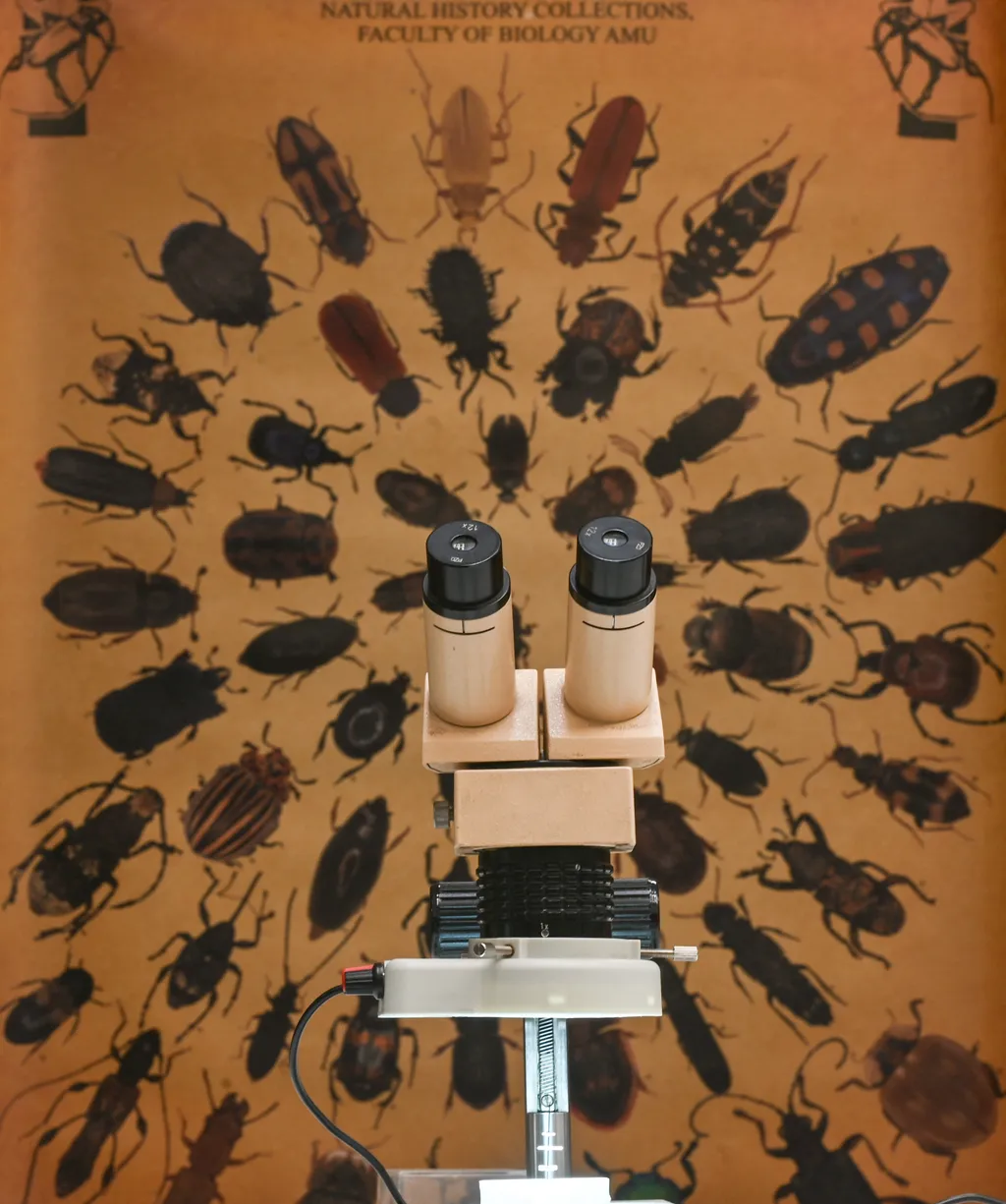 rovar, rovarok, krakkó, lengyel, Lengyelország, kiállítás, napok, nyíltnap, tudomány, természettudomány, egyetem 