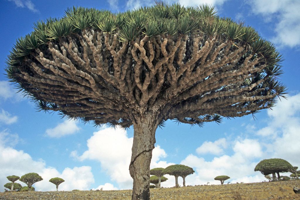 Dragon, Trees, On, Socotra, Island,, Yemen, sárkányvérfa, Szokotra sziget, 