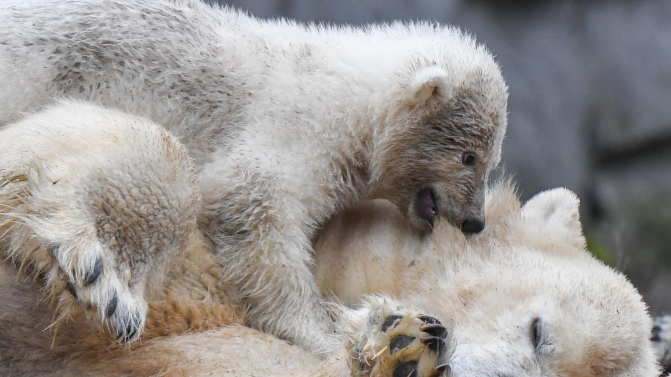 jegesmedve, berlini állatkert, jegesmedvebocs 