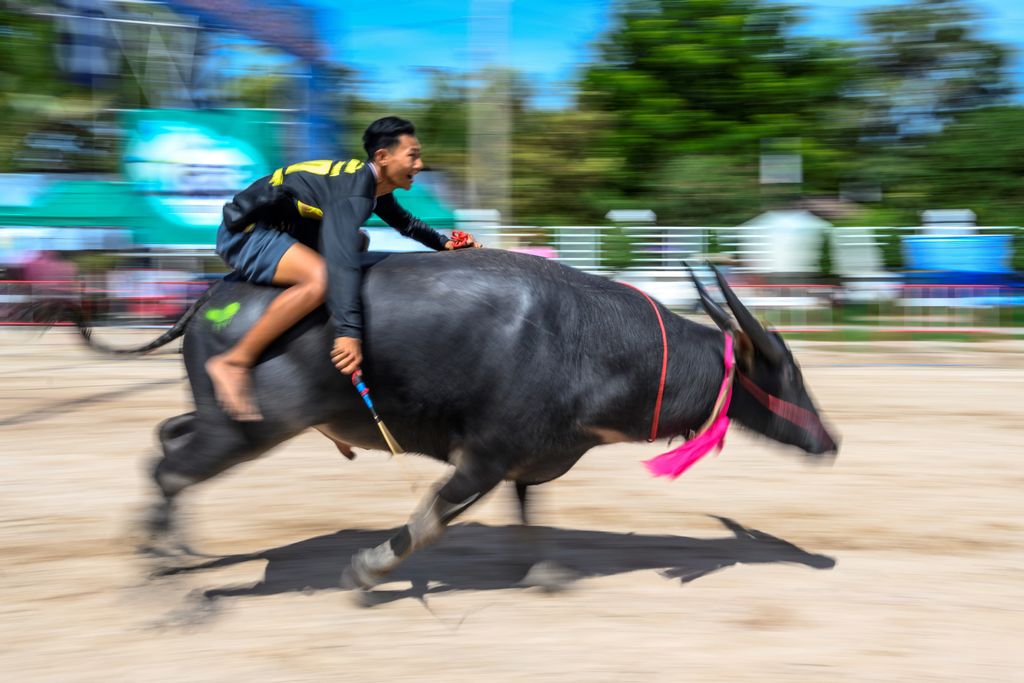vízibivaly Thaiföld Chonburi Buffalo verseny lifestyle culture tradition animal Horizontal ANIMAL RACE BUFFALO 