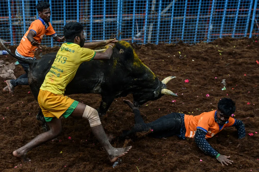 Jallikattu Avaniyapuram bika India Tamil Nadu 