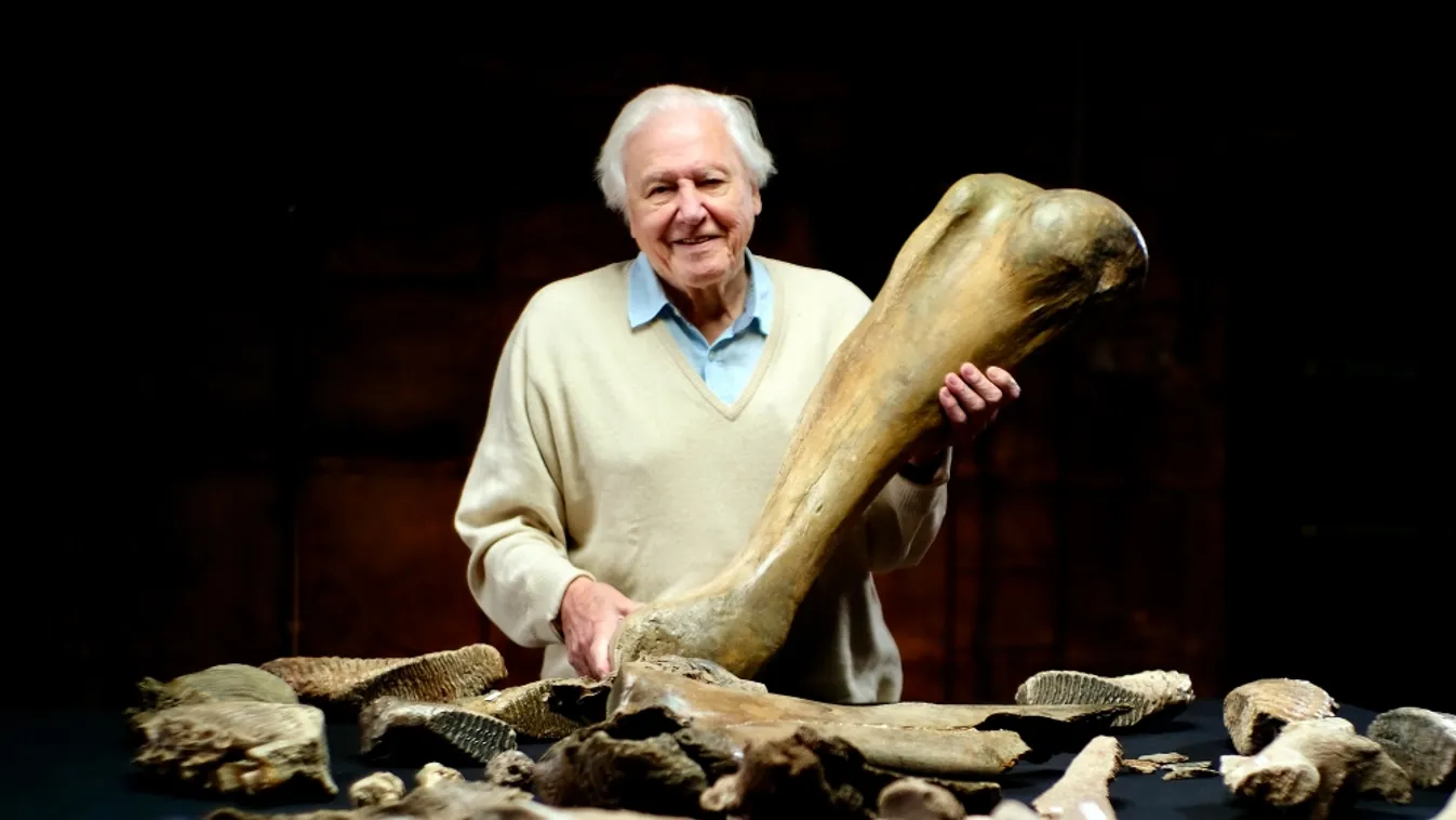 David Attenborough 