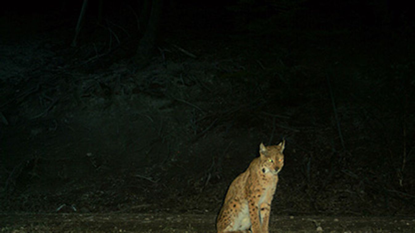 hiúz, Lynx lynx, vadkamera, Portré a börzsönyi hiúzról 