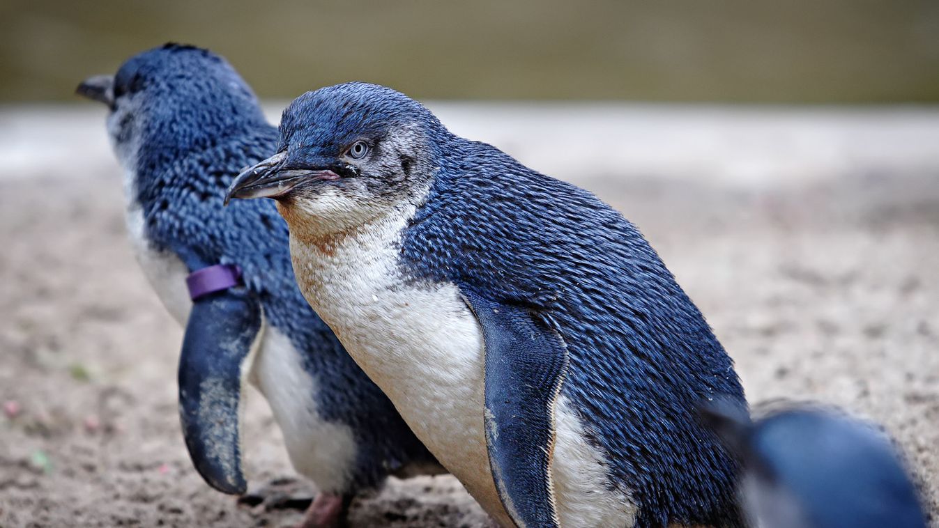kék pingvin Új-Zéland 