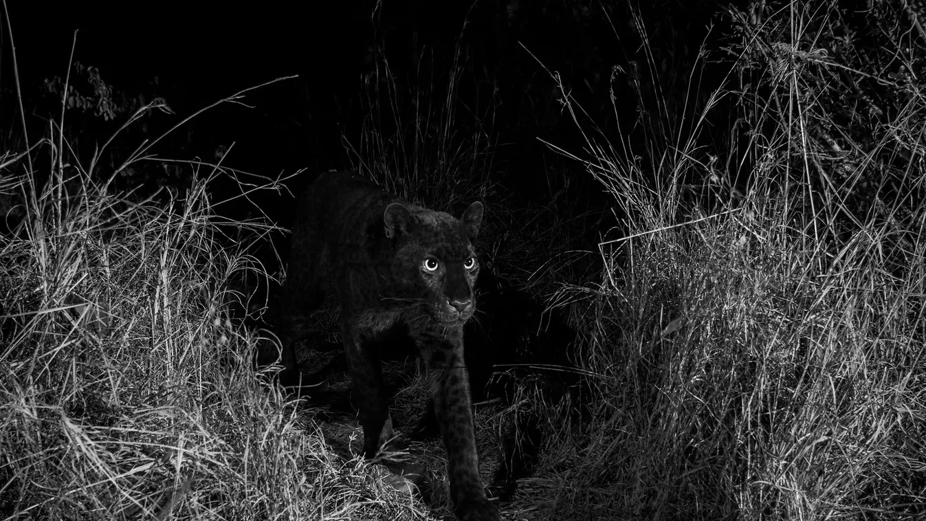 feket párduc Photographed with a Camtraptions camera trap. Laikipia Wilderness Camp, Kenya. 