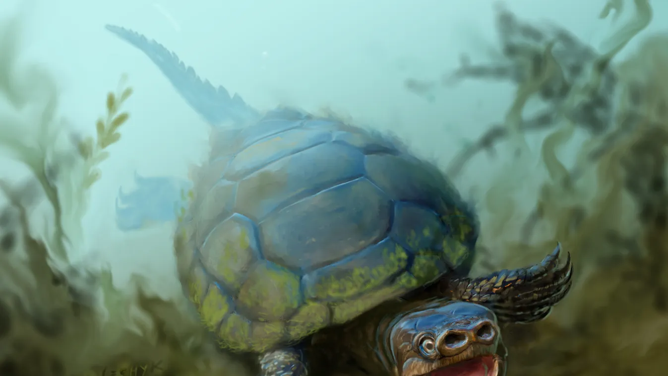 furcsa teknős 