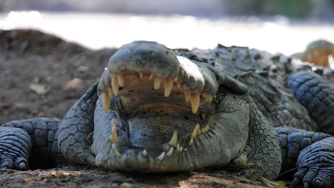 Honduras, krokodil, állat 