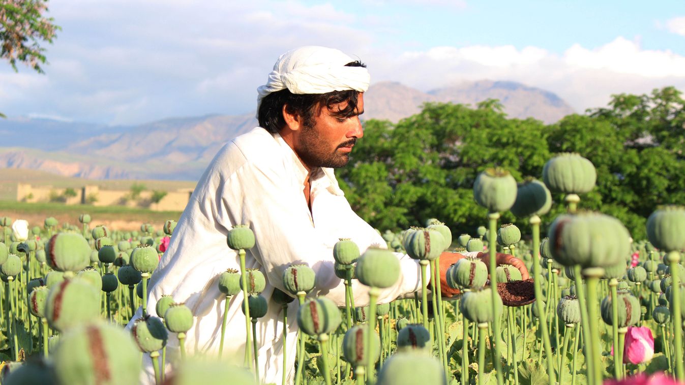 Afghan farmers harvest opium Afghan farmers Sorkh-Rud April 18 2016 Nangarhar harvest opium OPIUM DRUGS CRIME SQUARE FORMAT 