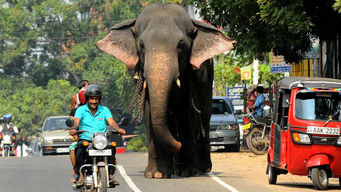 OFFBEAT ILLUSTRATION ELEPHANT ROAD ROAD TRAFFIC A Sri Lankan elephant walks along a street in Colombo on February 16, 2014. The Sri Lankan elephant is listed as endangered by the International Union for Conservation of Nature (IUCN) as the population has 