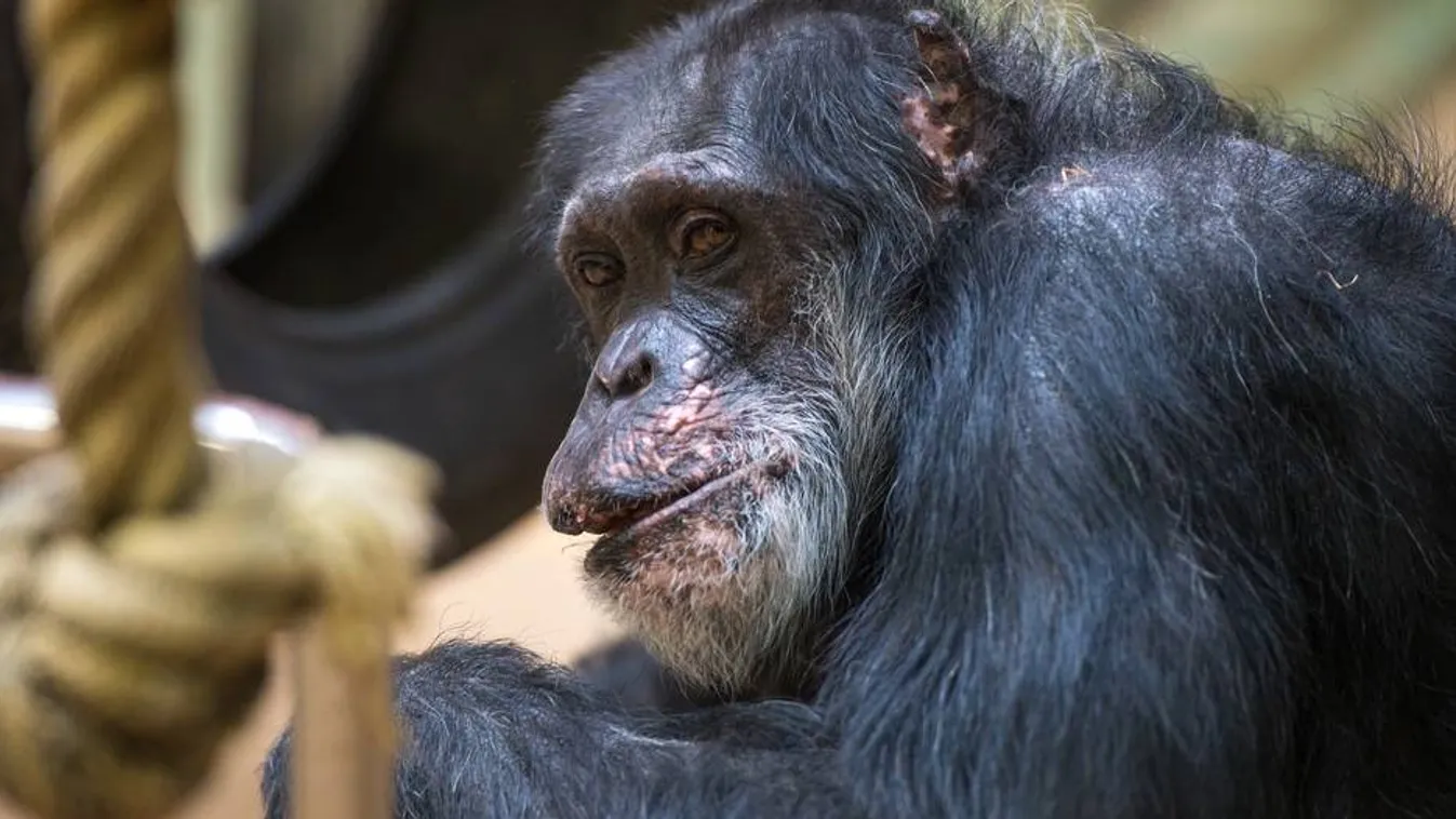 Jonny, csimpánz, állatkert,
Saarbrücker Zeitung 