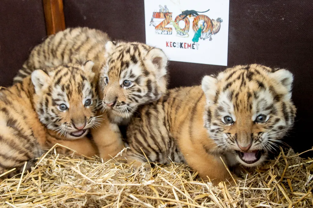 Szibériai tigrisek születtek a Kecskeméti Vadaskertben, galéria, 2021 