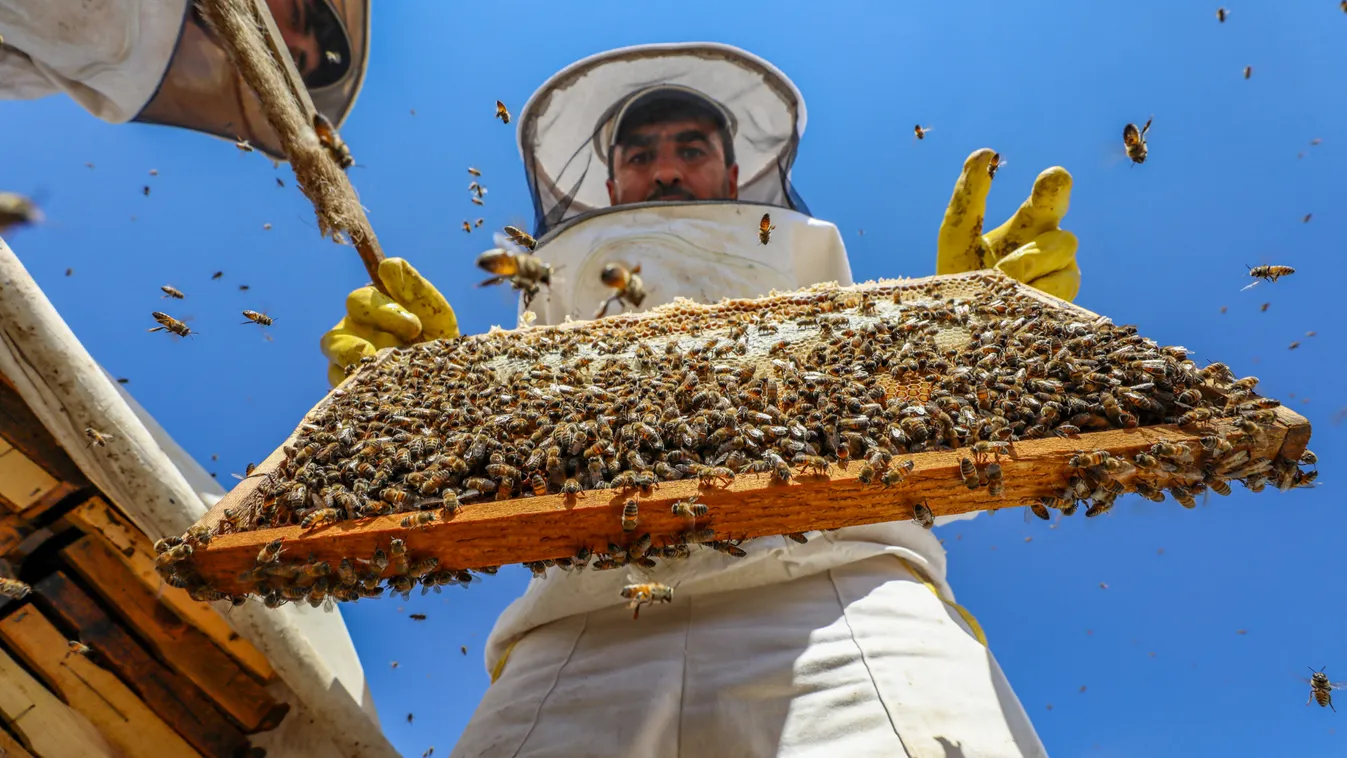 méhészet, méz, méh, mézfarm, méztermesztés, méhész, Törökország, török 