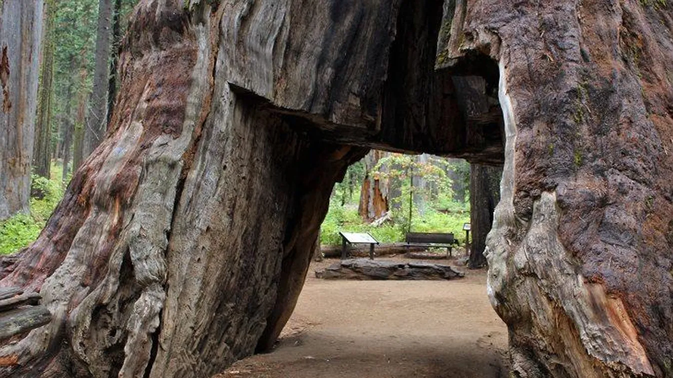 Pioneer Cabin Tree óriás mamutfenyő 