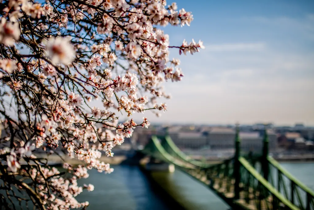 tavasz, virágzás, időjárás, napsütés, Budapest 