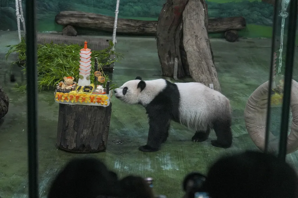 Így ünnepelte tizedik születésnapját az első Tajvanon született óriáspanda, galéria, 2023 