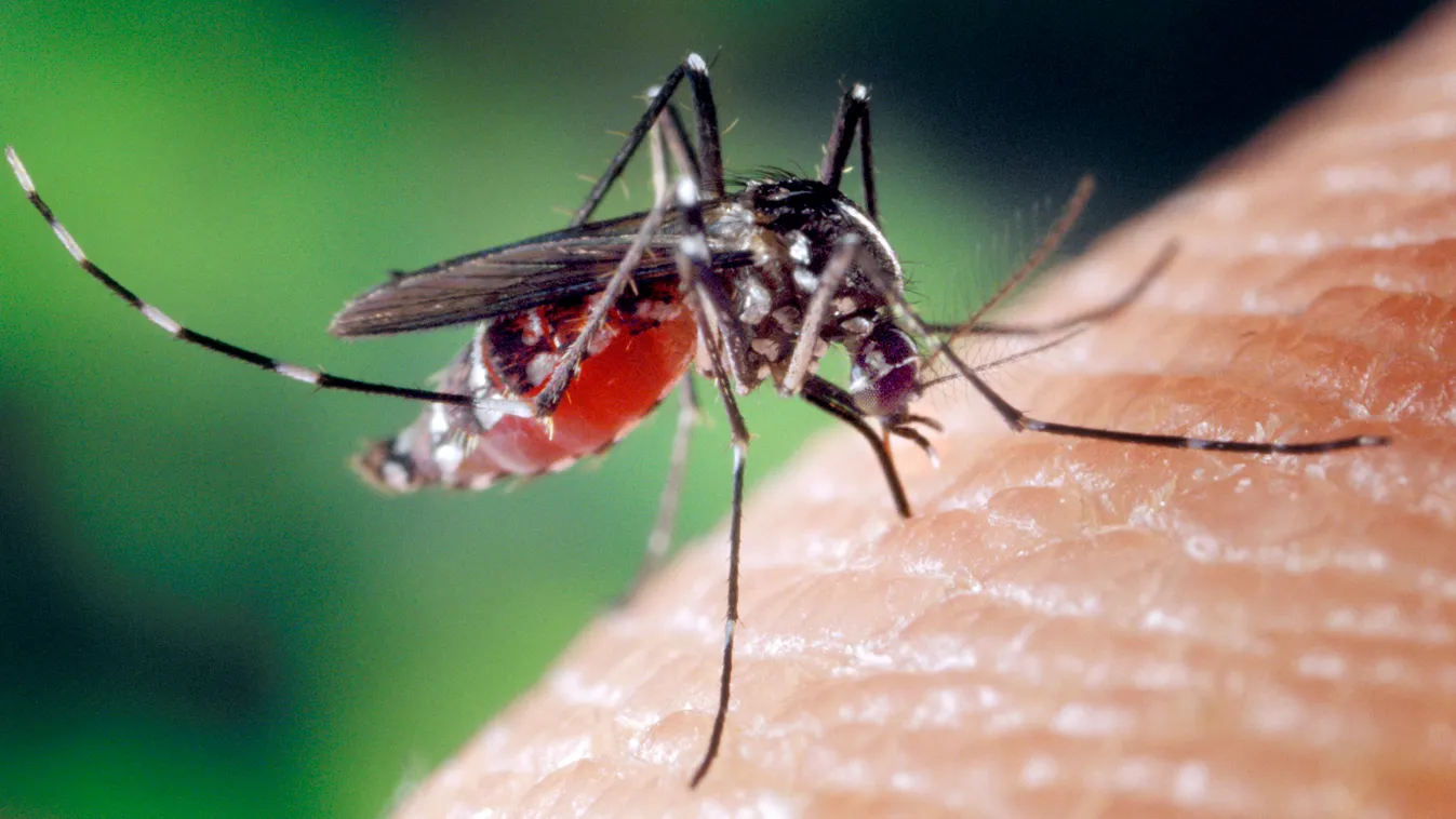 AEDES ALBOPICTUS BLOOD ANIMAL arthropod insect diptera culicid MOSQUITO asian tiger mosquito Aedes albopictus mosquito bite insect bite female CLOSE-UP Aedes sp human person MEDICINE skin West Nile encephalitis zoonosis arbovirosis chikungunya dengue YELL