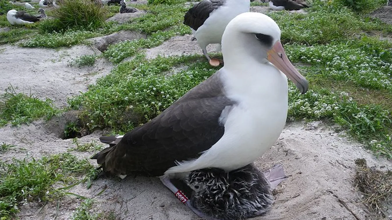 idős albatrosz 
