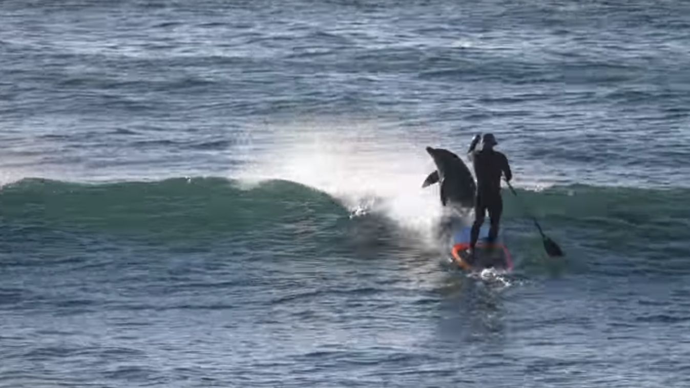delfin, Ausztrália, szörf 