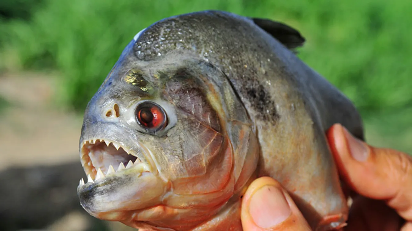 piranha, Pygocentrus nattereri 