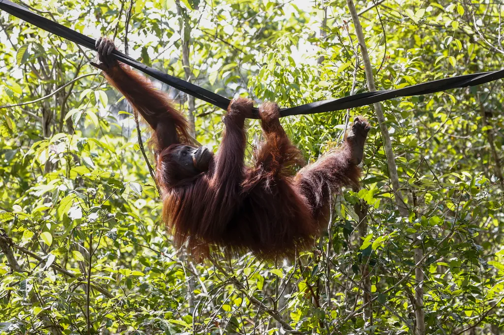 Orangután, Orangután-rezervátum Borneó, állat, 