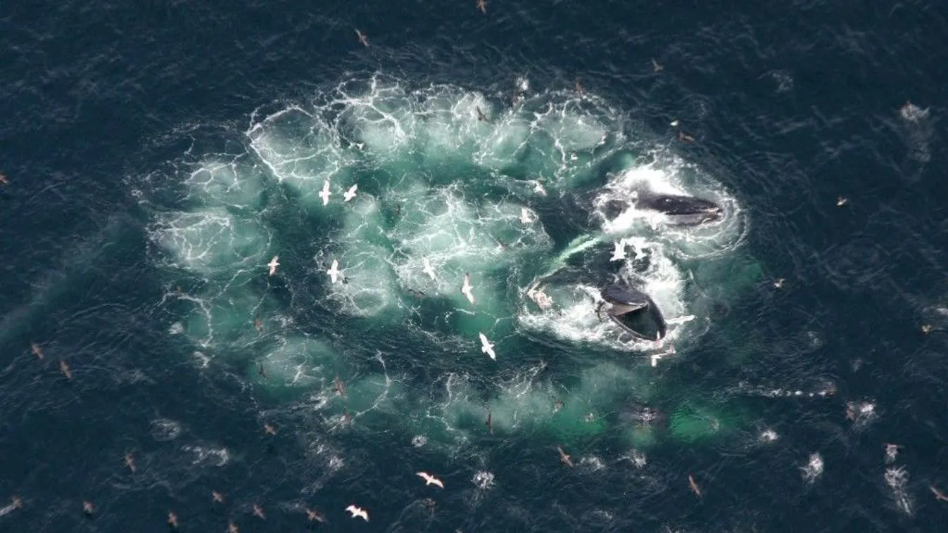 buborékháló, bálna 
