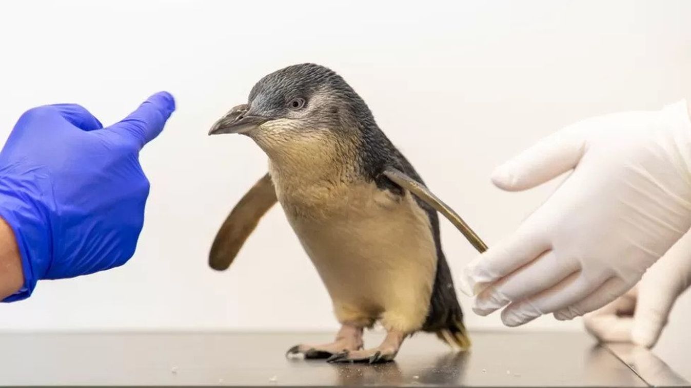 törpe pingvin, Eudyptula minor 