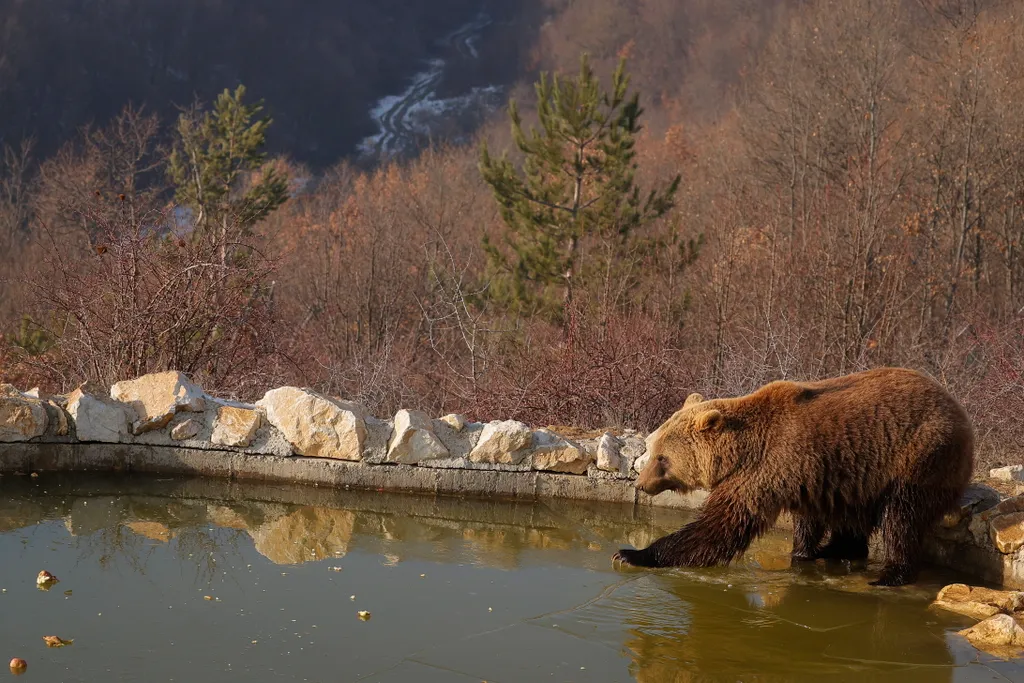 Koszovó, medve, rezervátum 