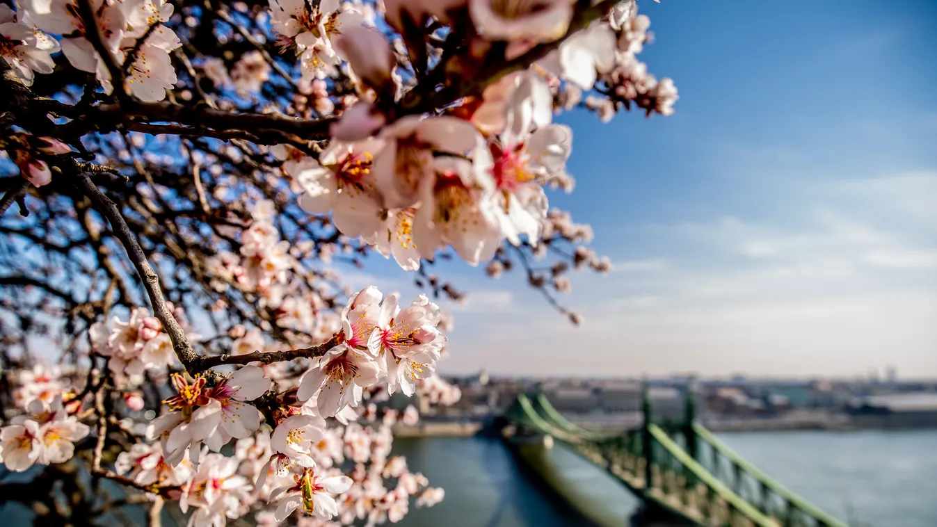 tavasz, virágzás, időjárás, napsütés, Budapest 