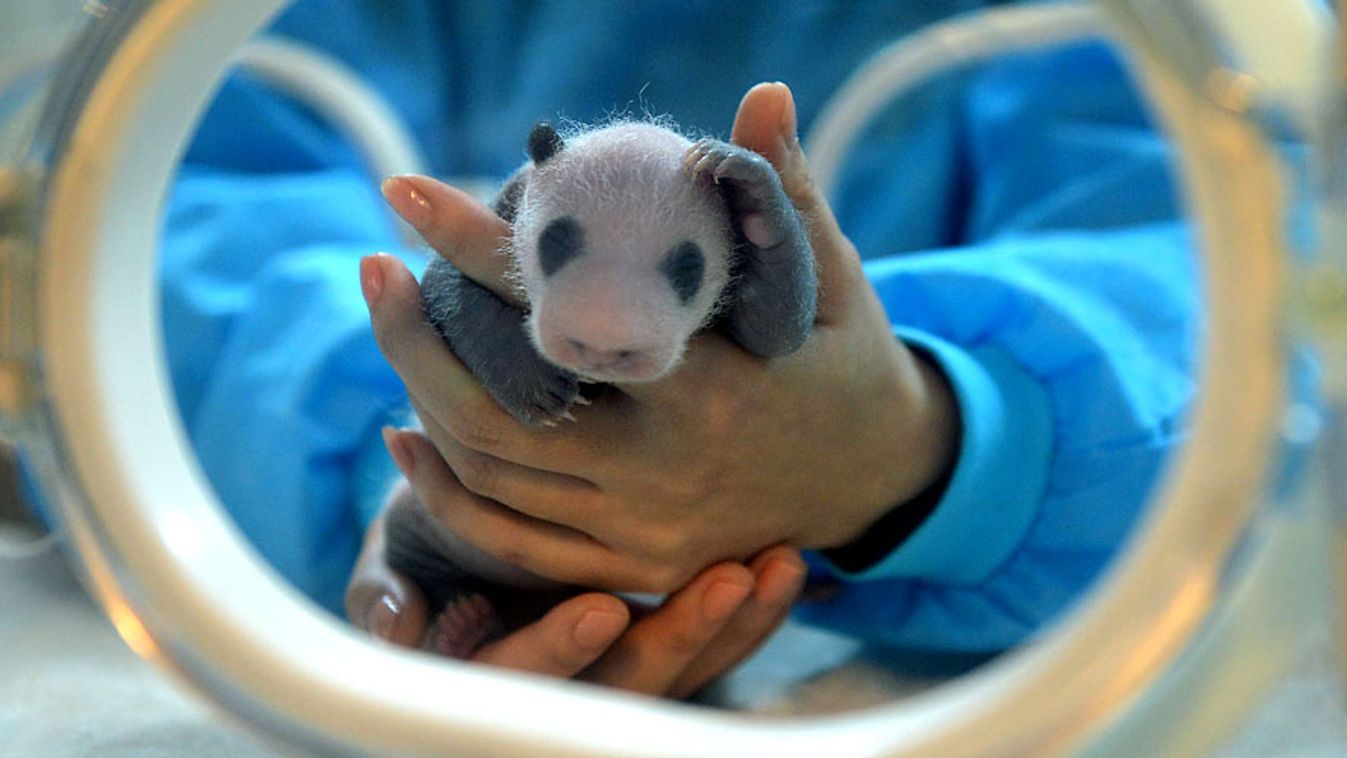 panda, pandák a diplomáciában, politika, újszülött pandabocs a Csengtu városban lévő óriáspanda tenyésztő- és kutatóközpontban