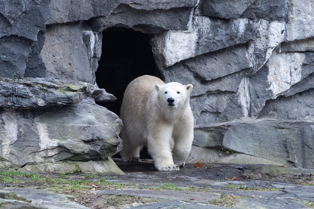 Hertha, a Tierpark berlini állatkert jegesmedvebocsa 