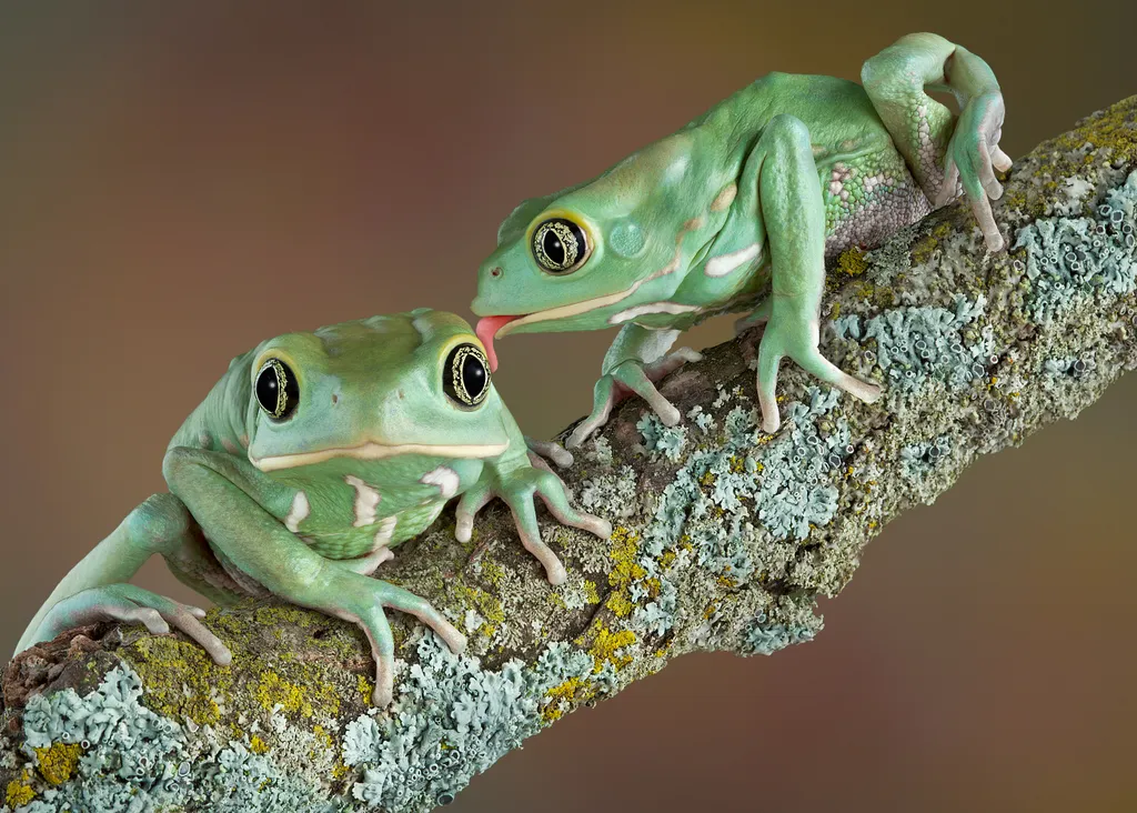 One,Waxy,Tree,Frog,Is,Licking,Another,Who,Looks,Surprised. love,macro,nocturnal,surprise,two animals,nature,tongue,amphibia
állati szerelem 