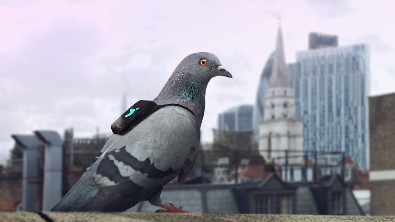 pigeon air patrol twitter 