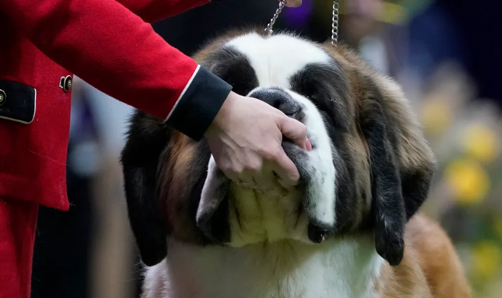 Westminster Kennel Club, kutya, kutyakiállítás, New York  Annual Westminster Kennel Club Dog Show - Breeds Judging animal Horizontal 