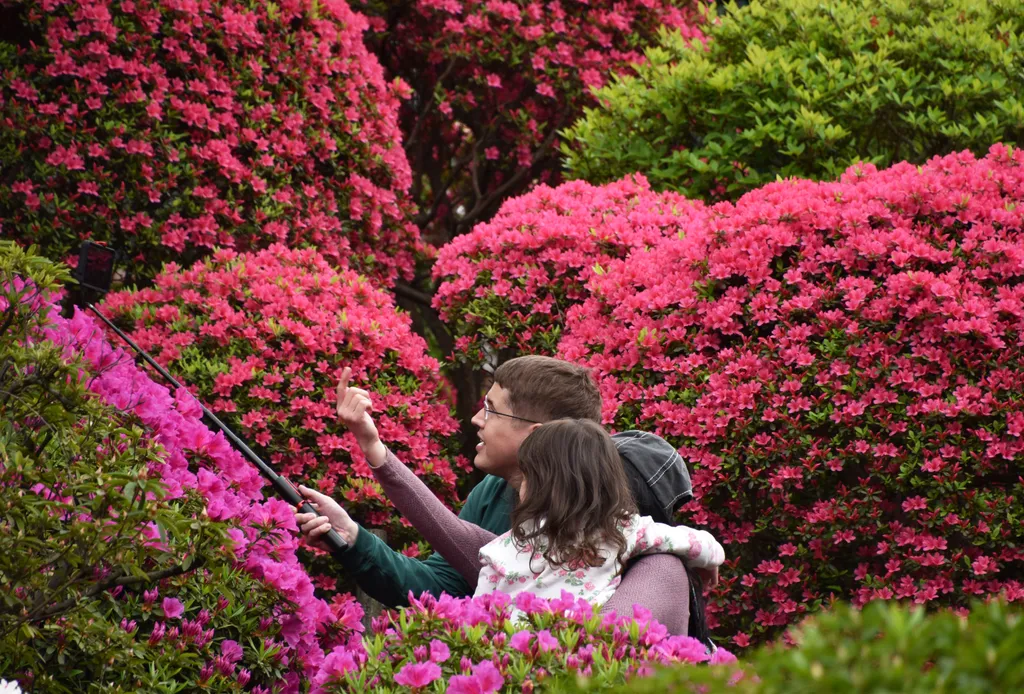 Azálea-virágzás Japánban Japan Travel:Azalea seson in Tokyo travel leisure sightseeing holiday tour vacation Tourist Attraction recreation rose bay rhododendron alpenrose Horizontal TRIP TOURIST VISITOR TOURISM AZALEA 