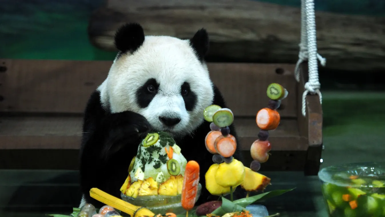 Panda, óriáspanda, születésnap Tajvan 