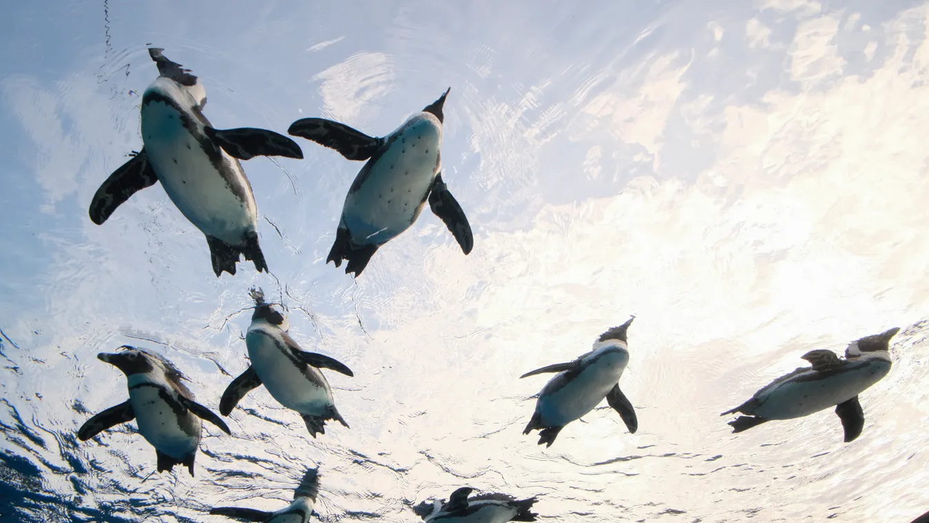 Afrikai pingvinek (illusztráció) 