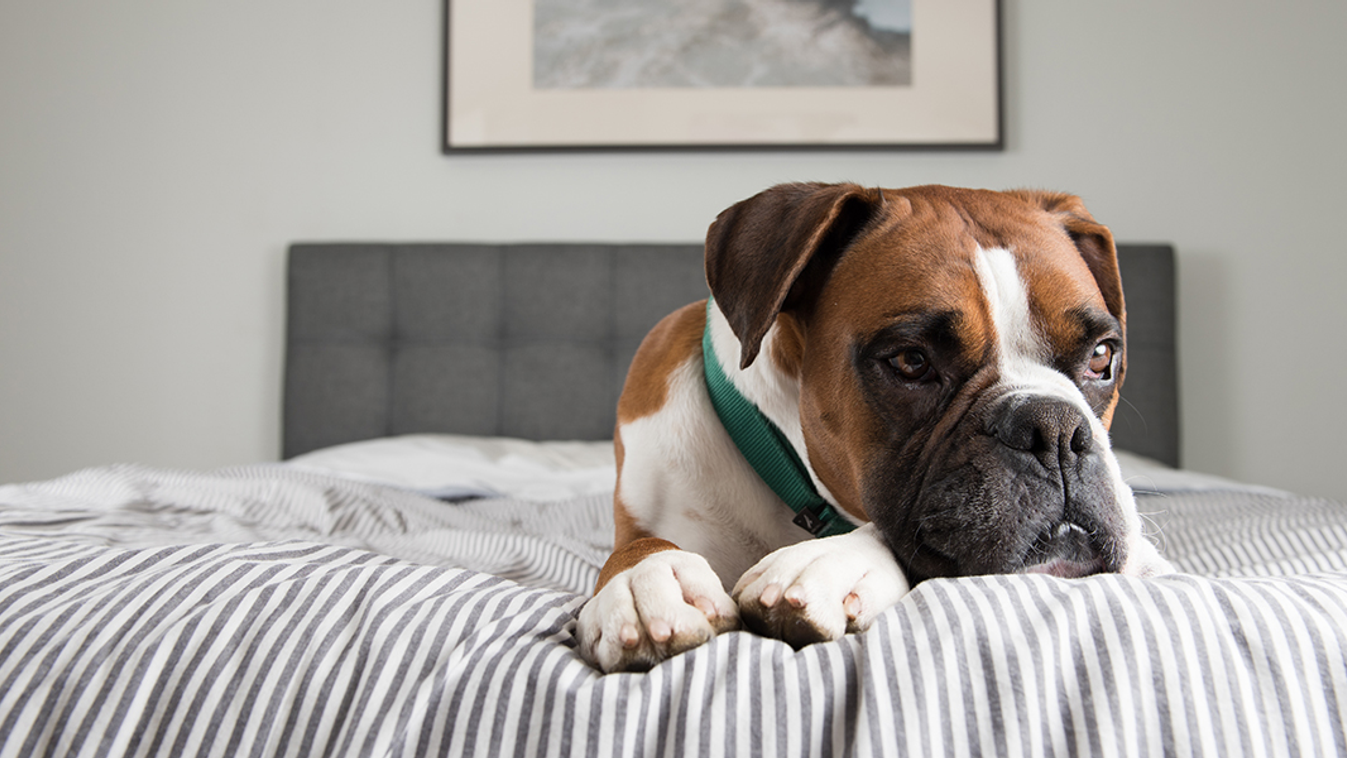 kutya otthon ágy Gondolj a kutyád mentális egészségére: szoktasd egyedüllétre a karantén alatt is! 