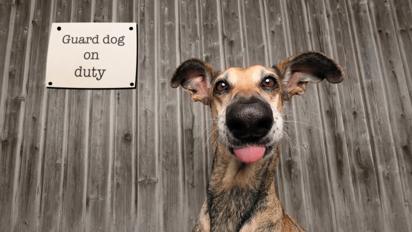 Elke Vogelsang
with her shot of the gorgeous 'Noodles' in
'Guard Dog on Duty'
The Comedy Pet Photography Awards 