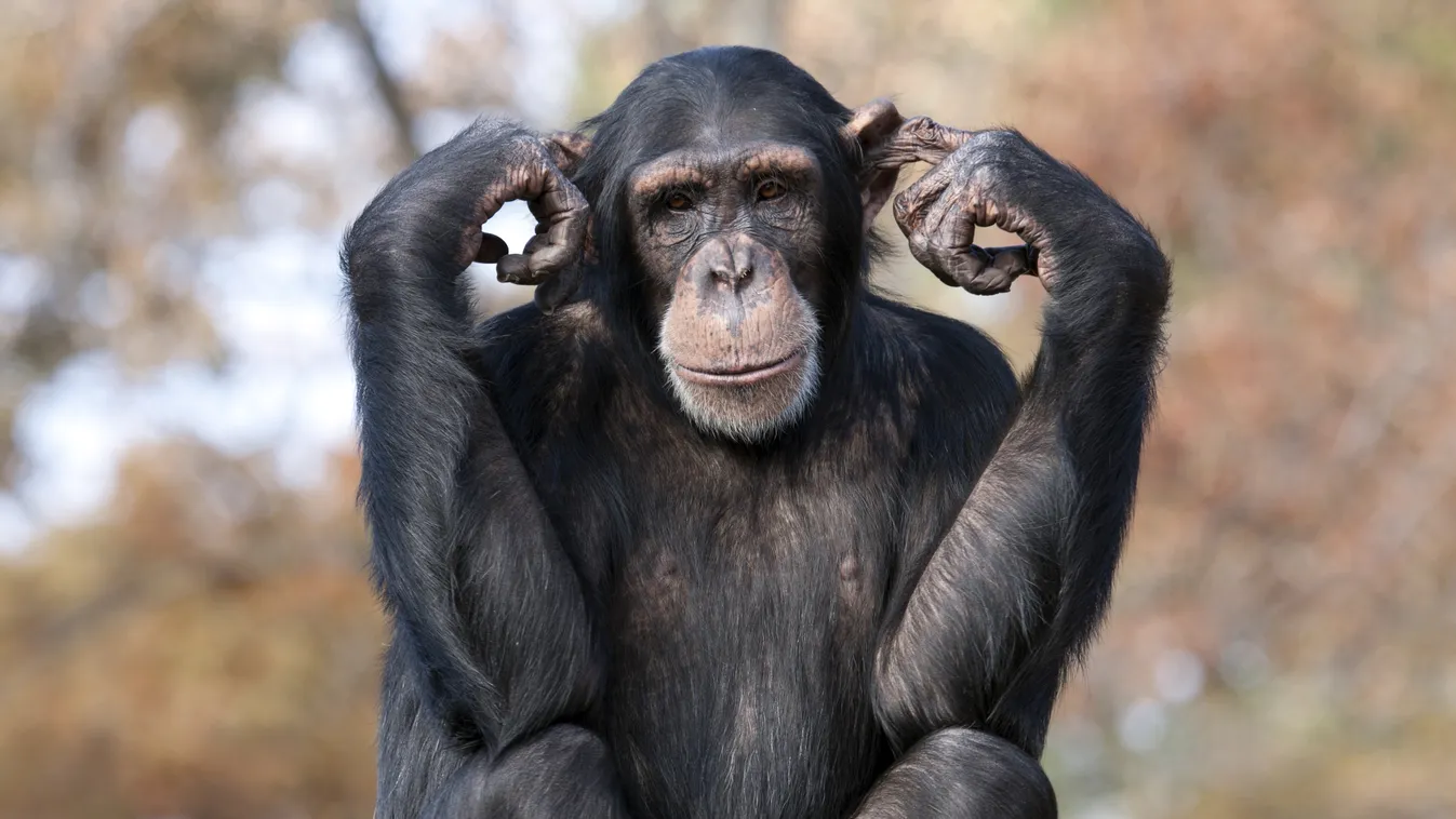 Csimpánz 