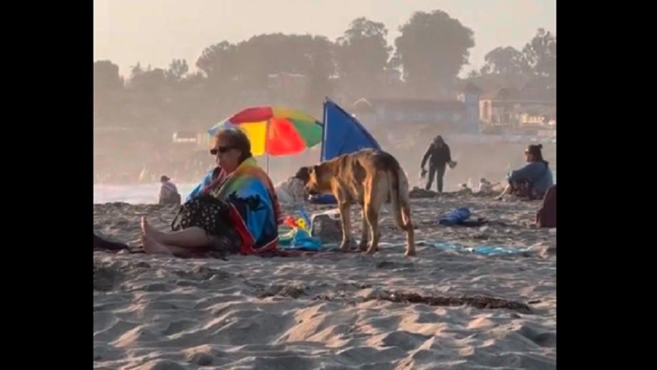 kutya strand nő 