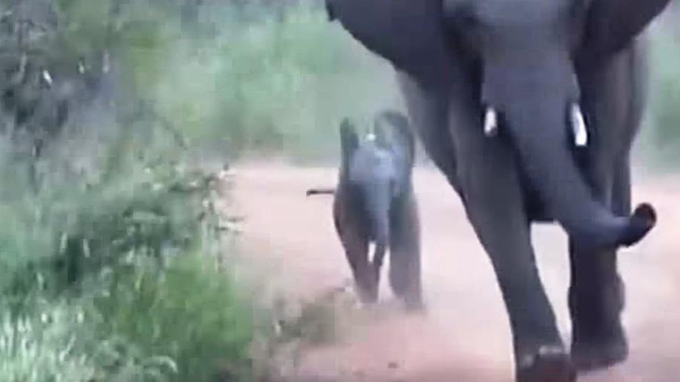 elefánttámadás Kruger park 