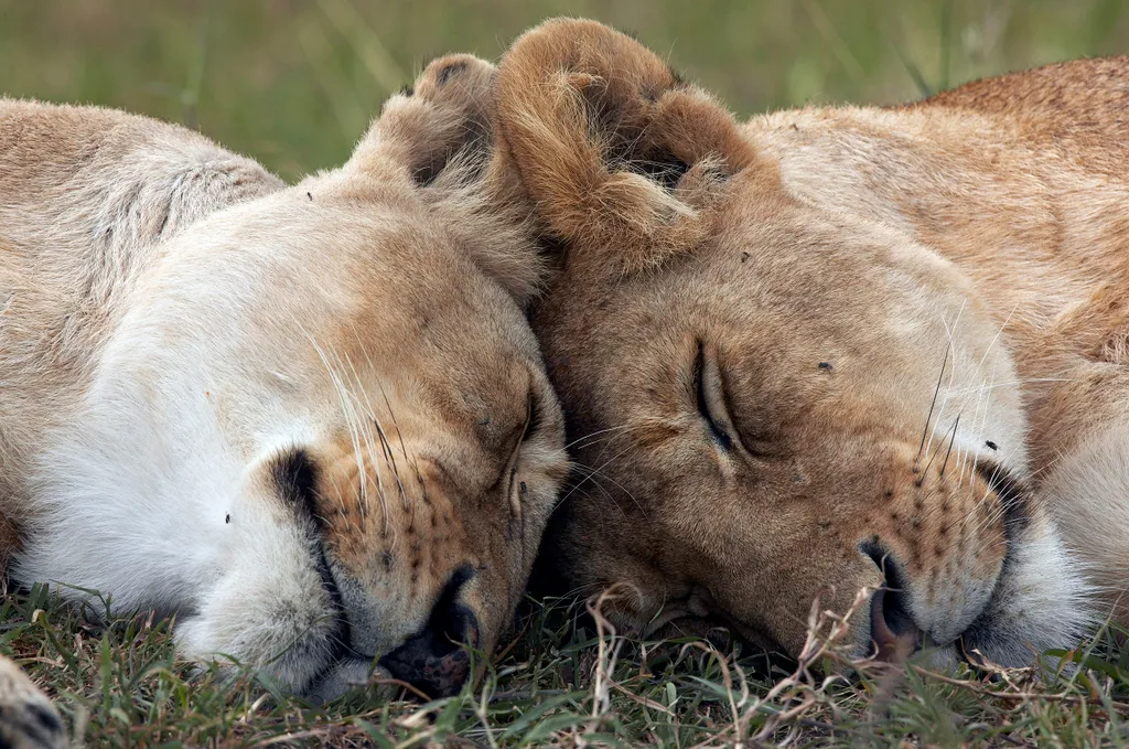 Álomszuszik alvó oroszlám 