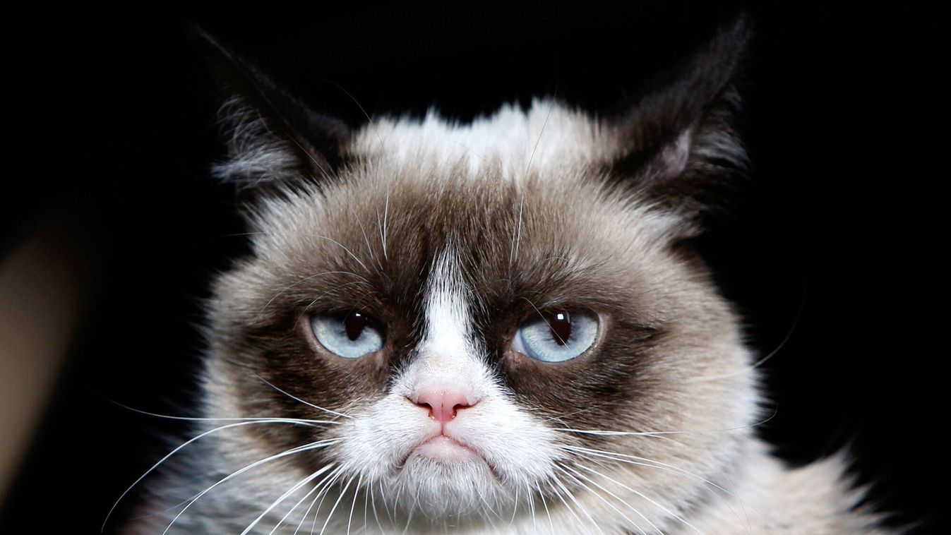 Grumpy Cat 