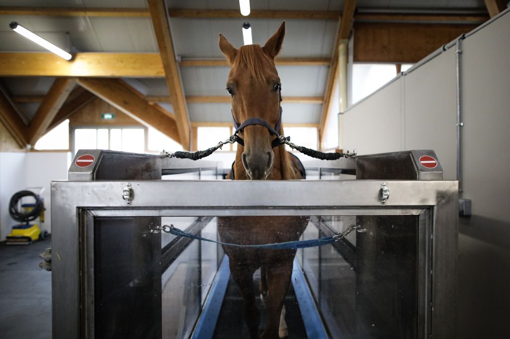 Fizioterápia lovak számára Franciaországban, galéria 