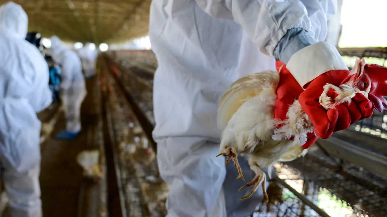 Újra itt a madárinfluenza! 170 ezer állatot kellett leölni egy brit farmon 