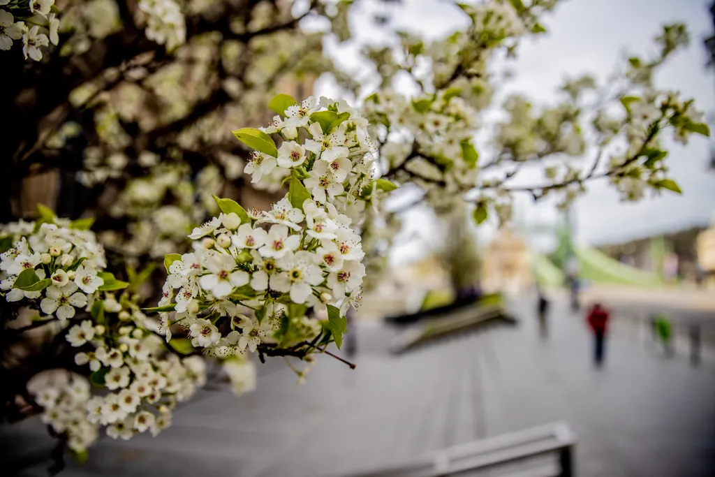 virág, virágzás, tavasz, Budapest, főváros, 