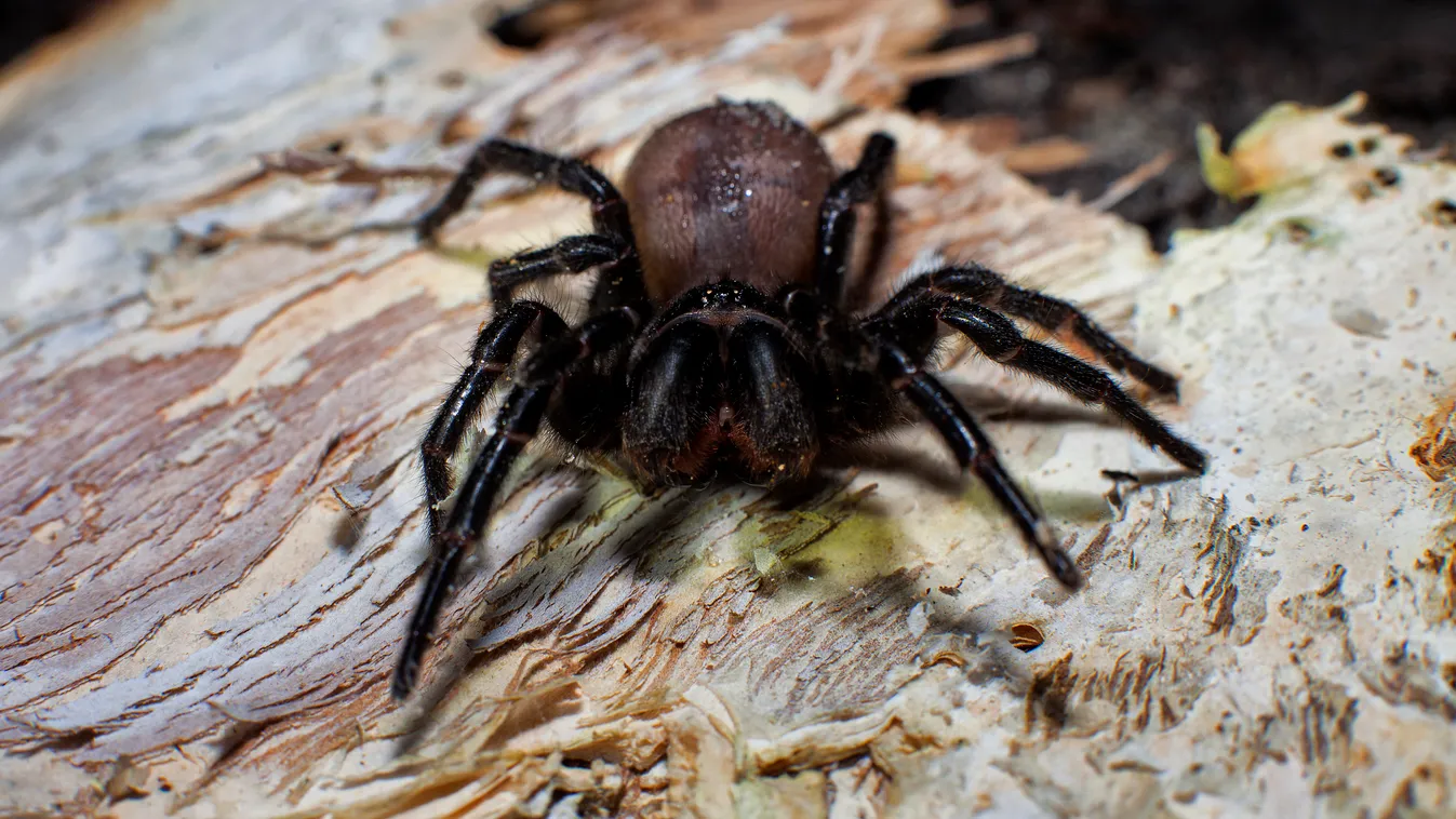 A Sydney Funnel Web spider, Atrax robustus. One of the deadliest spiders in the world.Found on the Central Coast of NSW, just north of Sydney. Australia Front shot Overview New South Wales NSW July Sydney Funnel Web Spider (Atrax robustus) Stage of develo