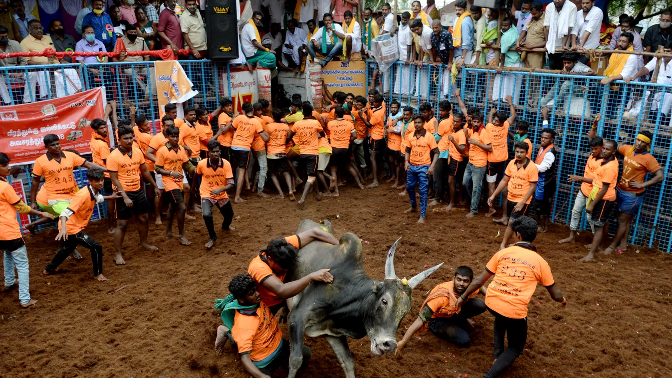 Jallikattu Avaniyapuram bika India Tamil Nadu 