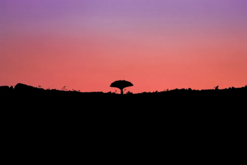 Dragon, Trees, On, Socotra, Island,, Yemen, sárkányvérfa, Szokotra sziget, 