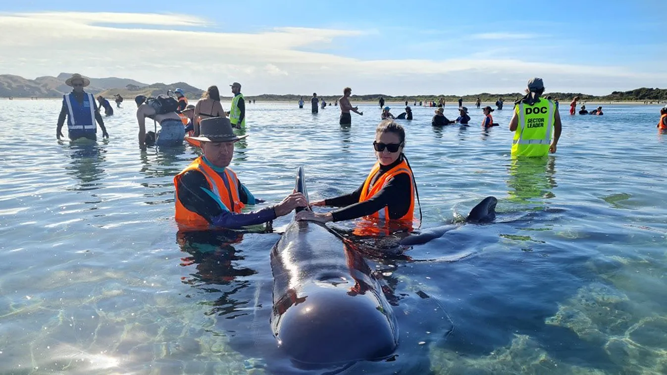 Delfin, új-zéland 